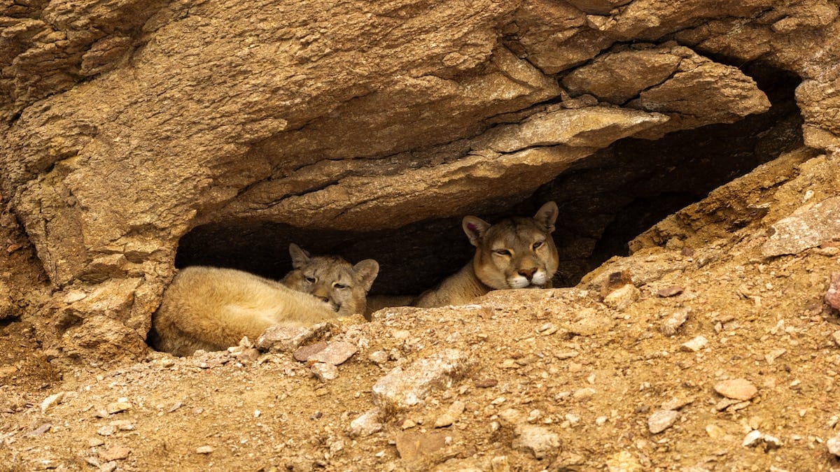 Rastros en la nieve: la cacería silenciosa del puma en la estepa santacruceña