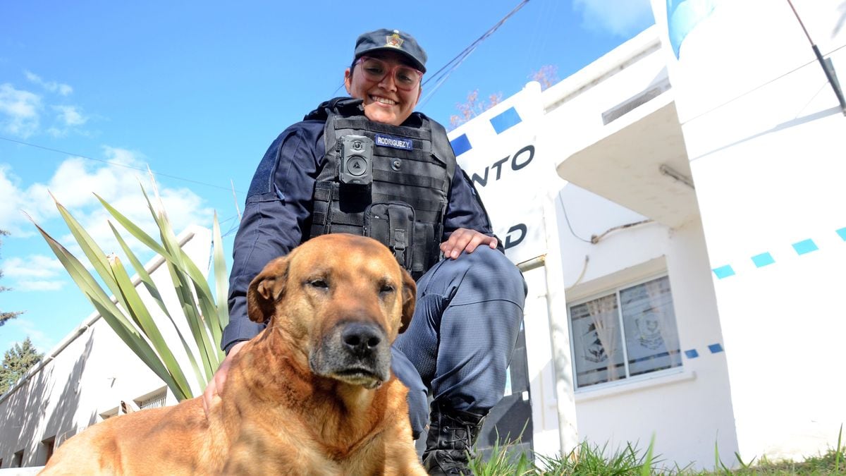 Puchero, el perro que adoptó a la Policía de Neuquén y se convirtió en patrullero