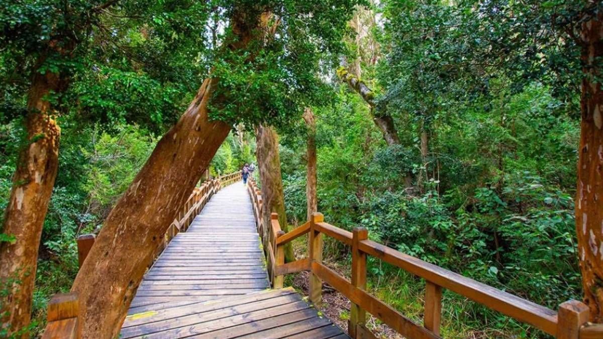 La península de Quetrihué y su bosque de arrayanes: un patrimonio de la Patagonia que se recorre entre senderos y aguas del Nahuel Huapi