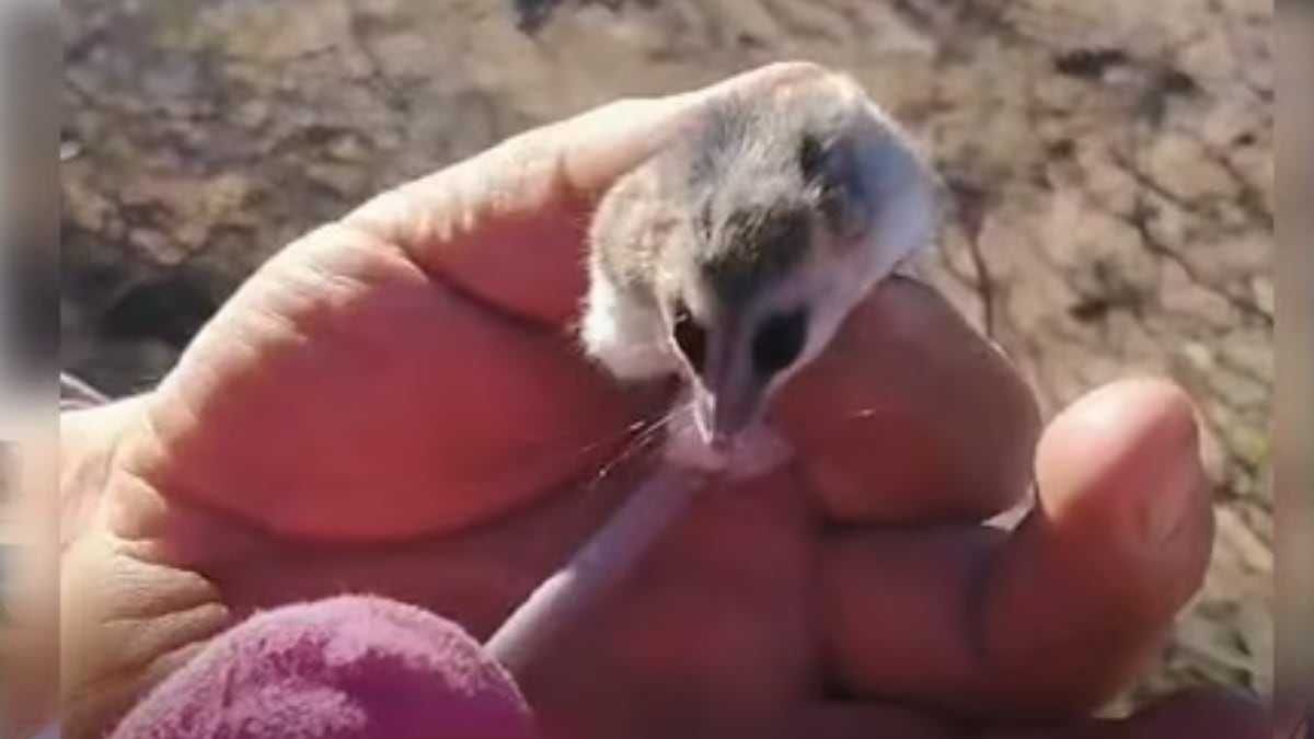 Una comadreja enana se metió entre la leña en Cutral Co y abre un debate de patio: qué hacer cuando la fauna silvestre toca la puerta