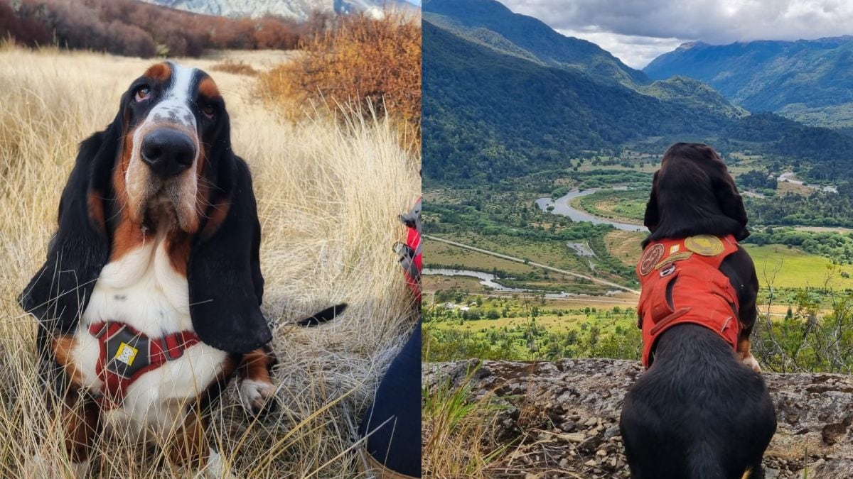 Humboldt, el basset hound que se convirtió en los ojos y la nariz de los guardaparques en la Patagonia
