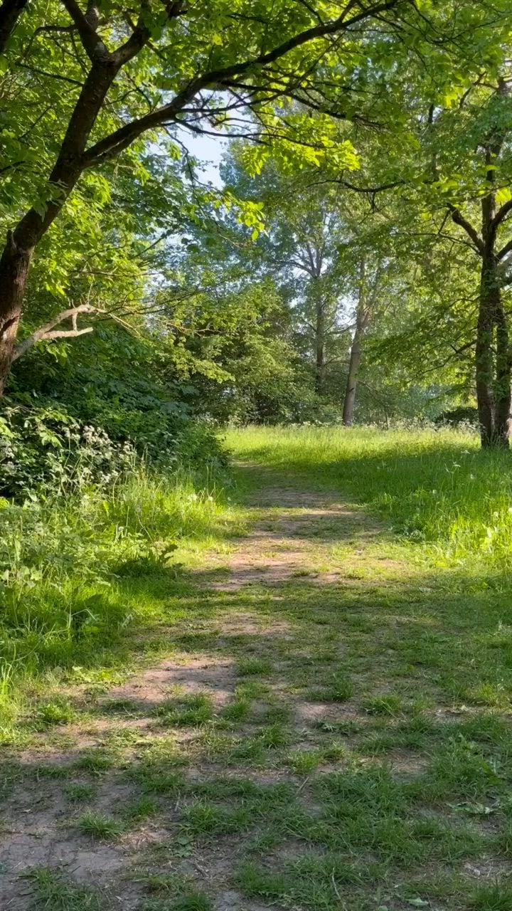 Baño de bosque: la práctica japonesa que invita a caminar sin apuro entre los árboles