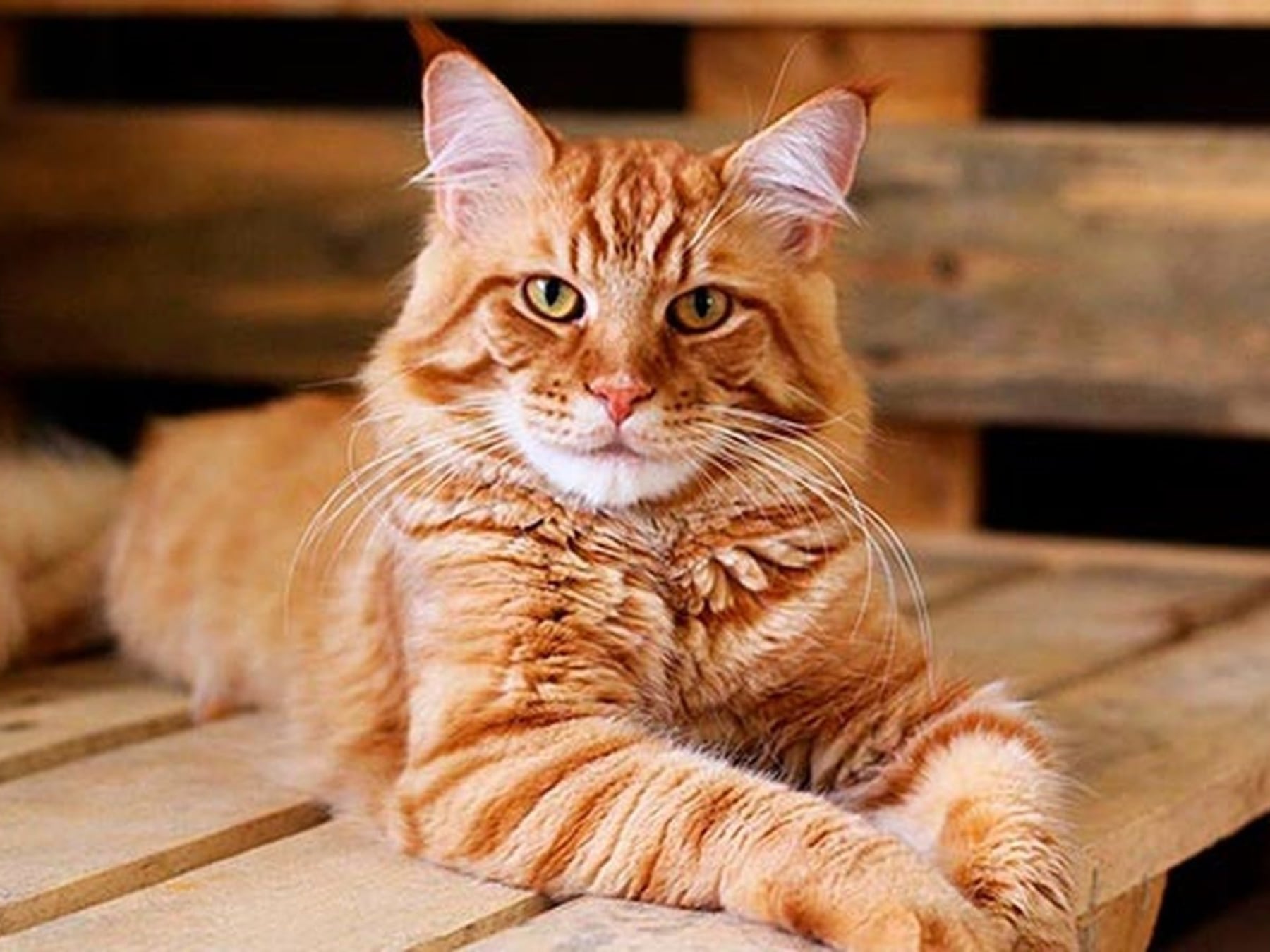 Los gatos ganaron terreno en las casas argentinas y ya viven en más de la mitad de los hogares con mascotas