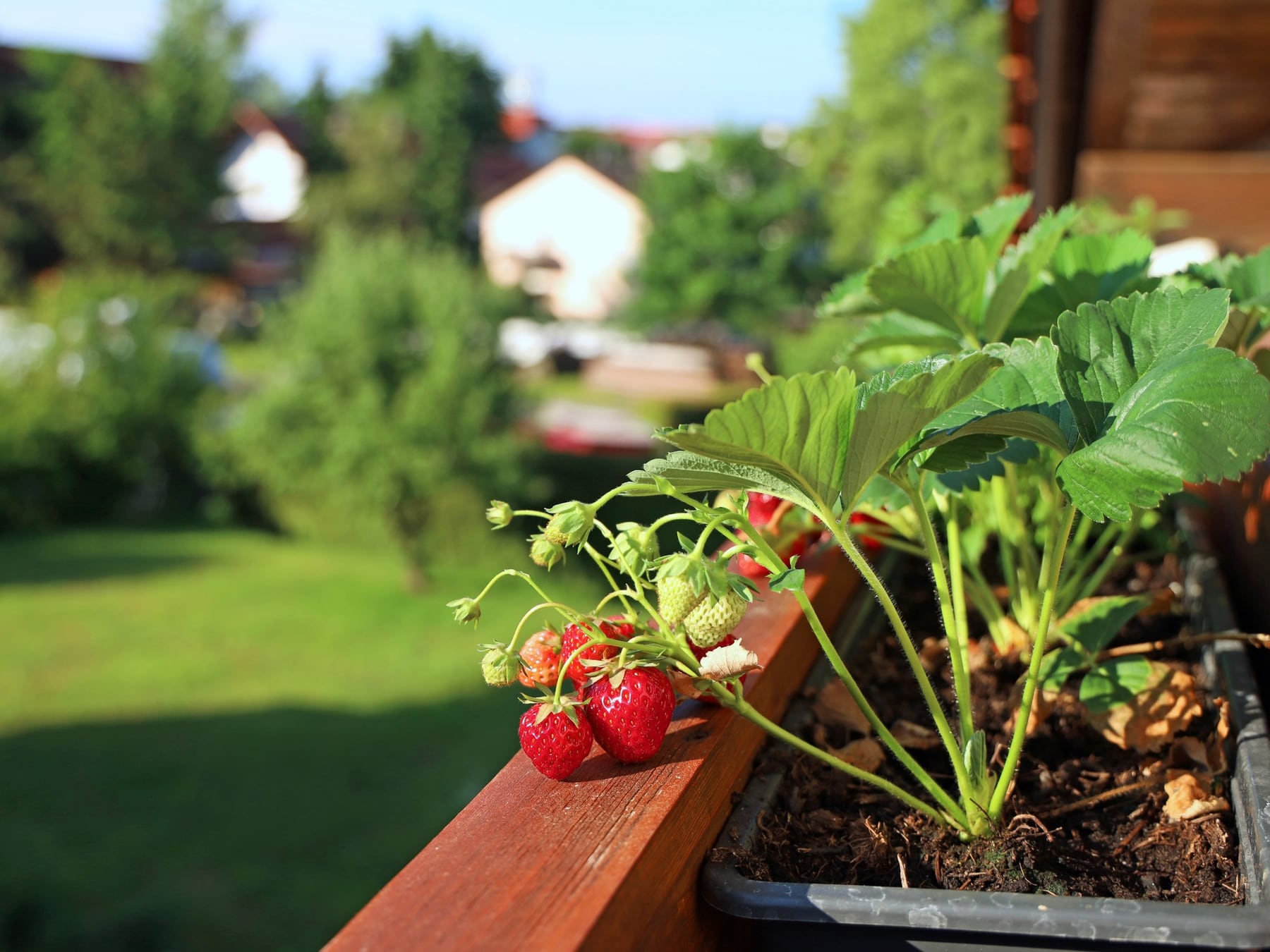 La huerta que se mira por la ventana: cómo armar en septiembre un jardín que da de comer