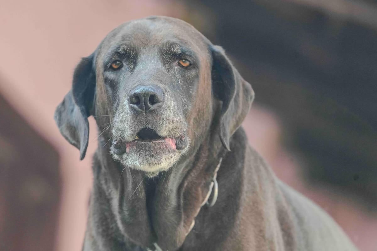 El Chaltén mide el registro de mascotas en litros de nafta y la patente anual llega a 15 módulos