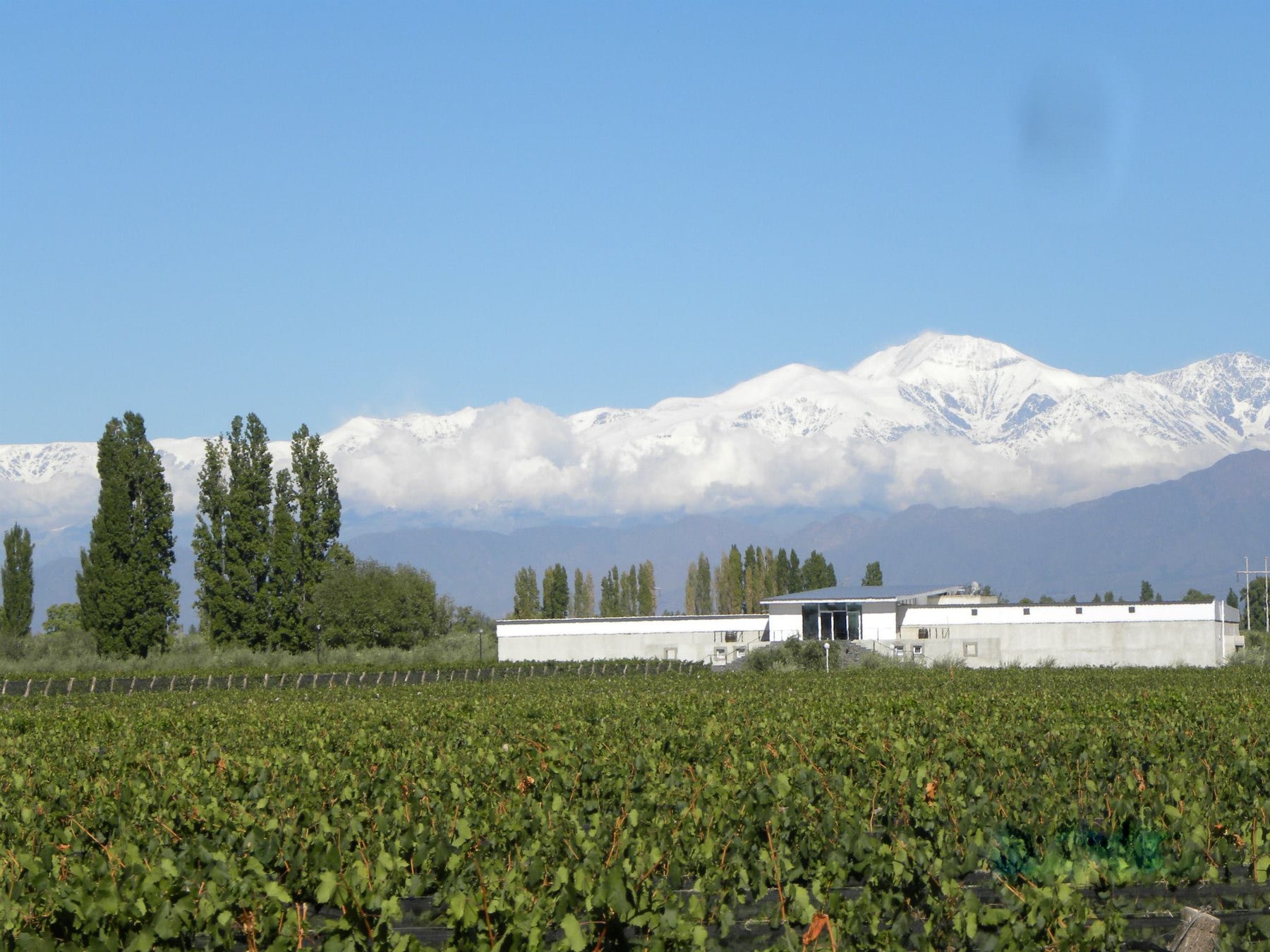 Chacras de Coria: un pueblo mendocino que pasó de parada a destino completo en menos de una década