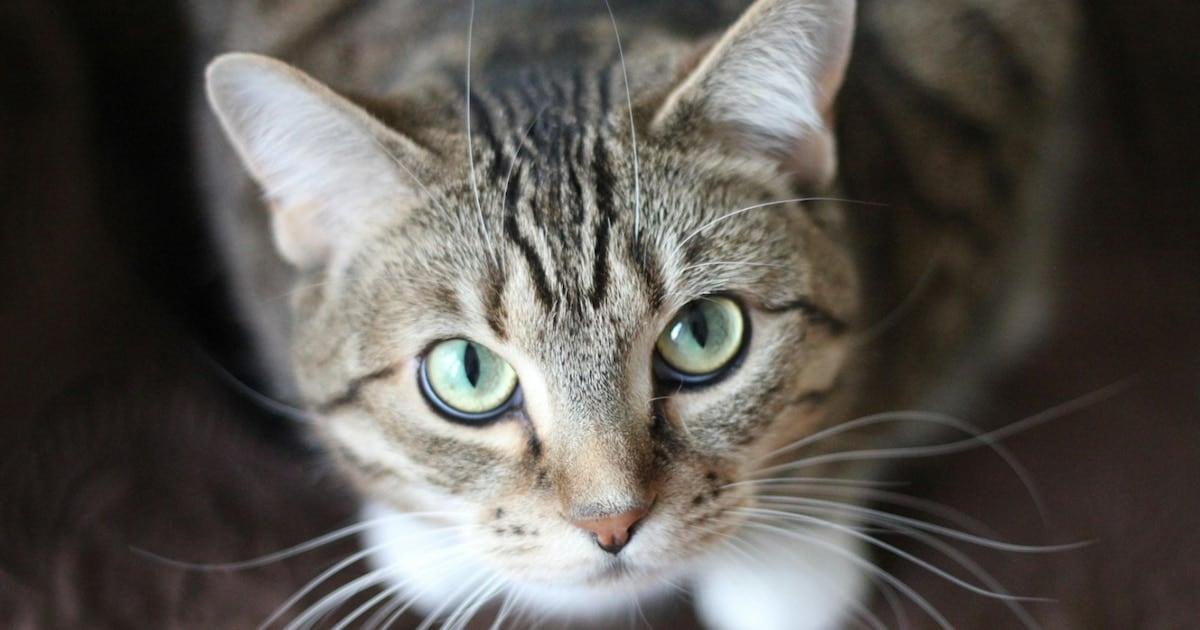 Gatos como portadores silenciosos: un parásito intestinal que también puede saltar a los humanos