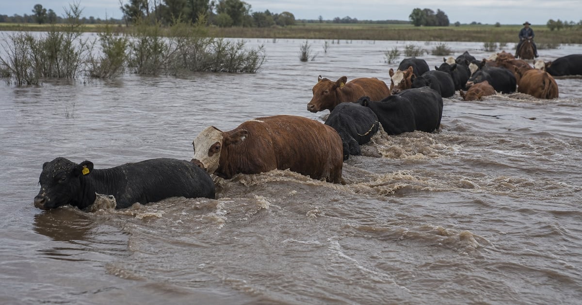 La cepa del Paraná: cómo la inundación correntina ya empieza a recalentar el precio de la carne en Argentina