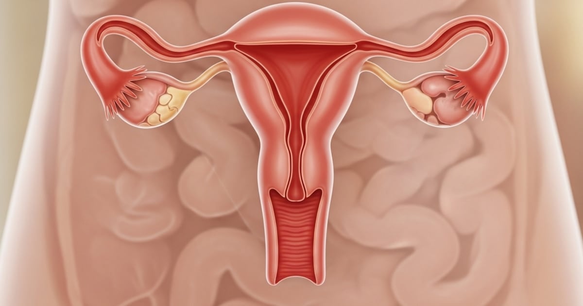 El ovario no se apaga: descubren que sigue trabajando décadas después de la menopausia