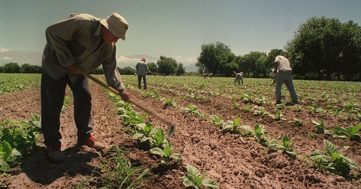 El Gobierno renovó por un año el piso de asignaciones familiares para los trabajadores rurales temporarios