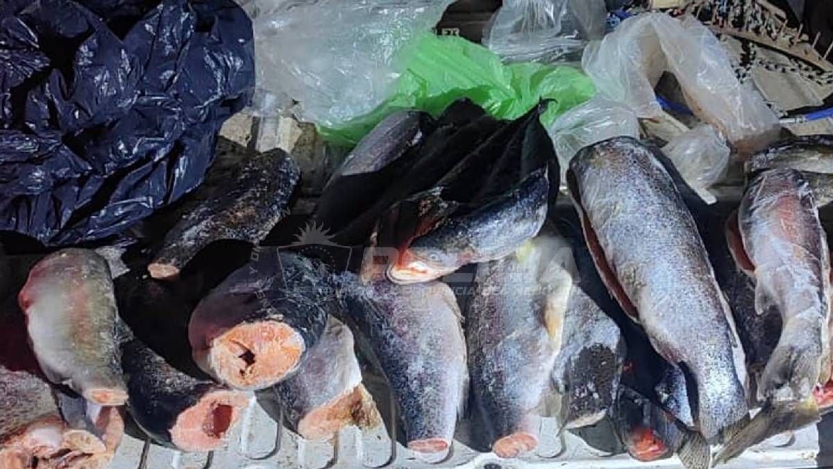 Se viene la temporada de pesca en la Patagonia: cómo moverse en la previa y evitar sanciones en la ruta